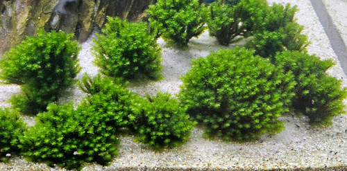 Rare moos distichophyllum - rare,
