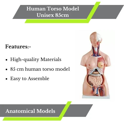 Menschliches torso modell - torso,
