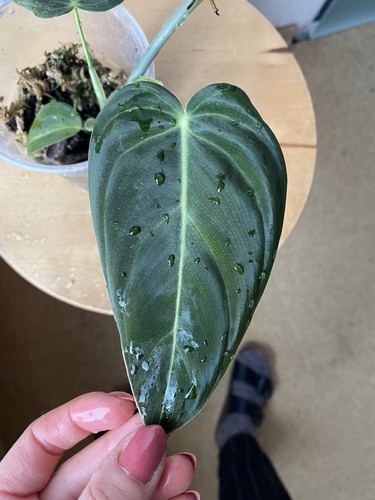 Philodendron melanochrysum - philodendron,