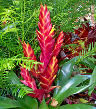 Samen rote bromelie blüten - samen,