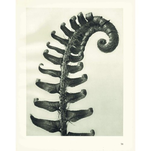 1929 prickly shield - fern, druck