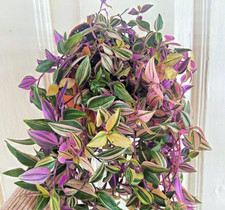 Tradescantia rainbow - tradescantia,