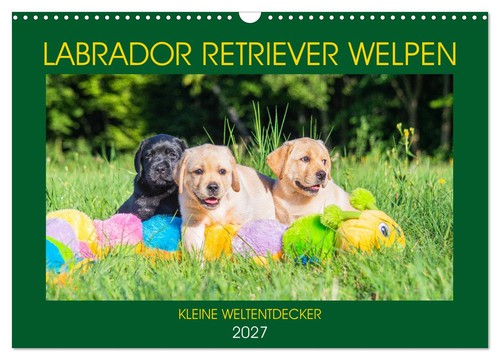 Labrador retriever welpen - retriever,