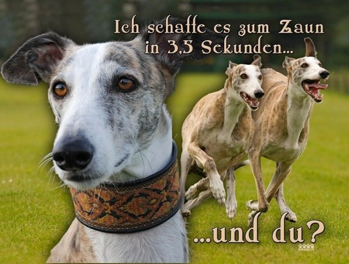Galgo español hundewarnschild - galgo,