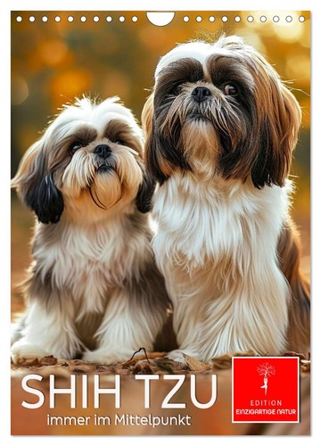 Shih tzu immer im - tzu,