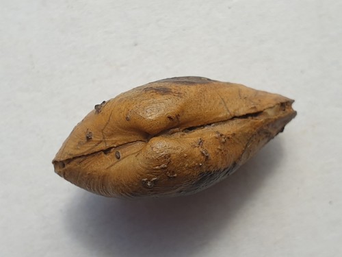 Traum pleuromya donicata - traum,