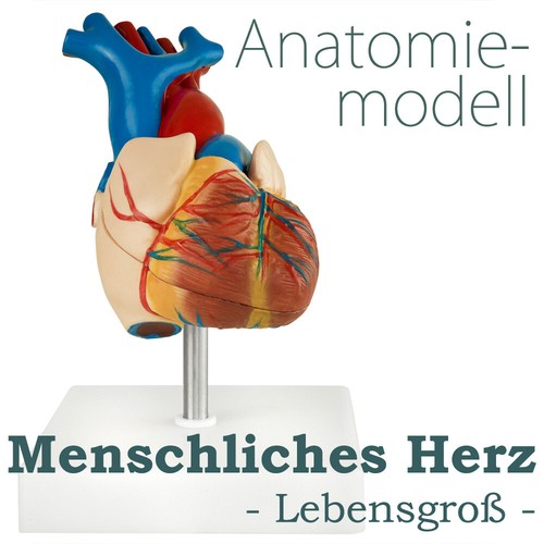 Anatomie modell herz - modell, des