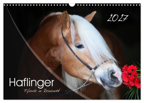 Haflinger pferde reinzucht - haflinger-pferde, in