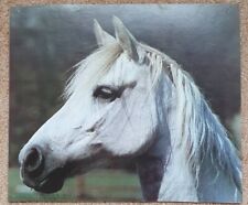 1 Pferdebild, Poster, Pferdefoto, Pferde 