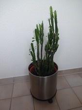 Kaktus Sukkulente Wolfsmilch 6 stämmig in Edelstahl Übertopf m. Rollen TOP!