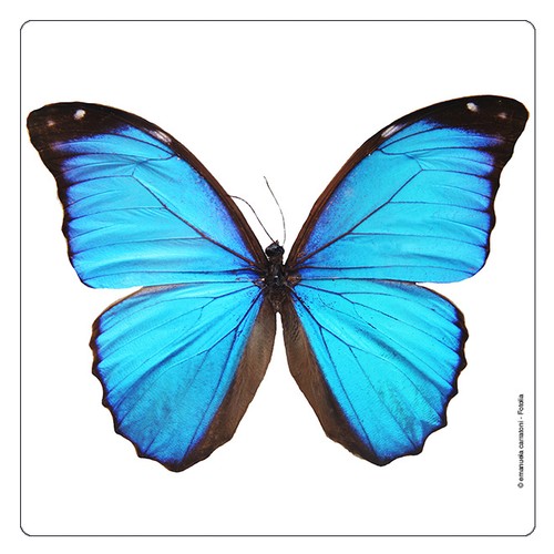 Kühlschrank magnet morpho - kühlschrank,