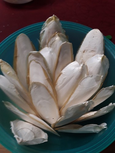 Sepiaschalen
