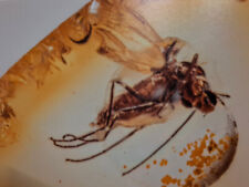 Baltischer Bernstein mit