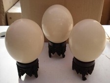 Südafrikanisches Straussenei Strausseneier leer +-  14 Cm