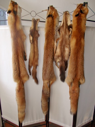 Diverse felle rotfuchs - diverse,