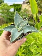 Agave havardiana - Frosthart -