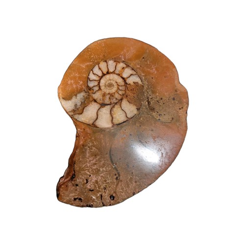 Fossilien schnecke achat - im,