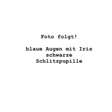 Katzenaugen Kunststoffaugen blau mit Iris 12mm hohe Qualität