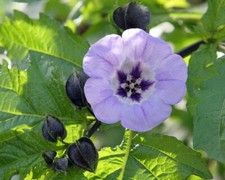 200 Samen Blaue Lampionblume -