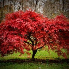 Acer palmatum Atropurpureum Japanischer Ahorn-Laubbaum Ahornbaum Ahorn 50-70 cm