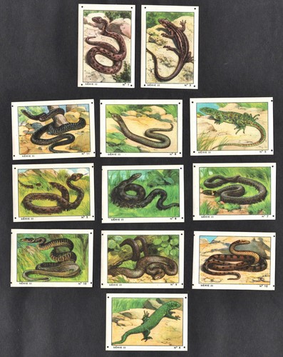 Snakes lizards rare - snakes,