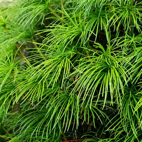 Japanische schirmtanne - japanische,