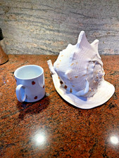 Helmschnecke "Cassis cornuta" XXL