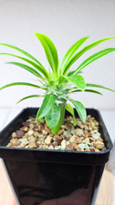 Pachypodium Lam