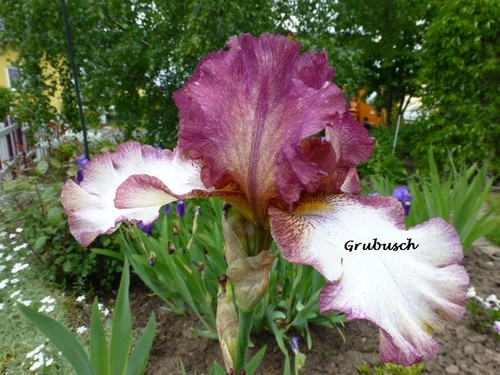 Iris schwertlilie hohe - schwertlilie,,
