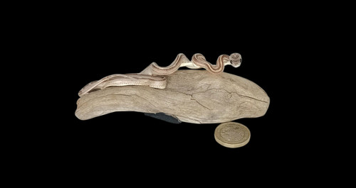 Taxidermie kleine vier