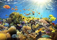 Ozean Meer Fisch Abstrakt