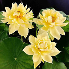 chinesische Mini Lotusblume Samen, gelbe Blüten, Bowl Lotus, Nelumbo nucifera