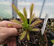 Drosera hercules - drosera, x