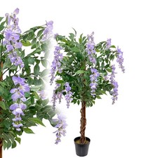 Blauregen Wisteria 120 cm