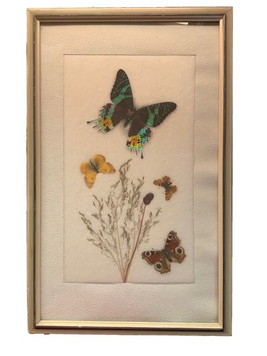 Echte schmetterlinge - echte,schmetterlinge, im
