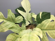 Schöne Große Philodendron Squamiferum Ghost variegata Stecklinge