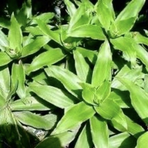 Callisia fragrans holistic - callisia,
