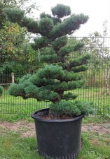 Gartenbonsai, Niwaki