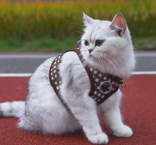 Katzengeschirr mit leine - mit,