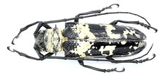 Cerambycidae, Doesburgia