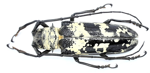 Cerambycidae doesburgia - cerambycidae,,