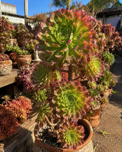Sale2736 aeonium arboreum - sale2736,