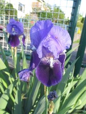 Iris croatica kroatische - iris,