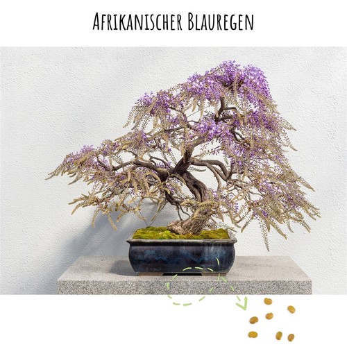 Bonsai samen afrikanischer - bonsai-samen,