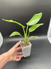 Planttini🌱 Strelitzia