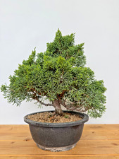 Bonsai chinesischer Wacholder Juniperus chinensis Nr 5218 immergrün Outdoor
