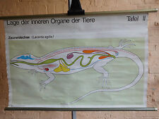 1 x Lage der inneren Organe Zauneidechse, Lehrkarte/ Rollkarte (1124) gebraucht