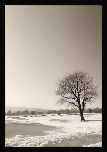 Lebendige winter - lebendige,
