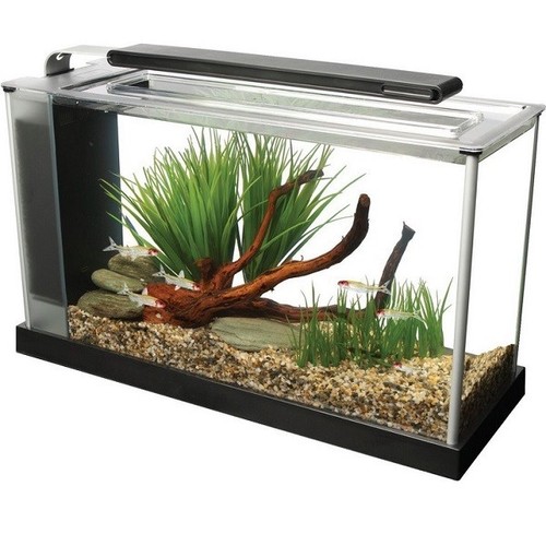 Fluval spec aquarium 10l oder - aquarium,