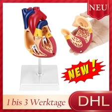 Anatomie Modell Herz des Menschen Anatomiemodell menschlicher Körper Scientific